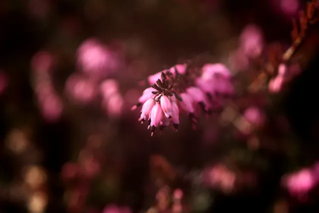 Feinmess Dresden Bonotar 105mm f4.5 V (M42) - 00005174.webp