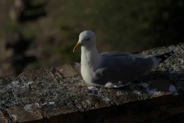 Tamron 28-300mm F3.5-6.3 (EF) - 00001207.webp