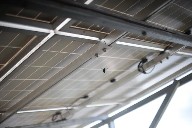 Canon FD 50mm f1.4 SSC (FD) - 00005605.webp