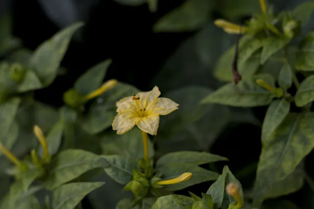 Zenith Helios-77M-4 50mm f1.8 VOMZ (M42) - 00001036.webp