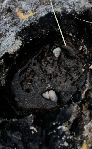 Carl Zeiss Jena DDR Pancolar Electric 50mm f1.8 (M42) - 00004538.webp