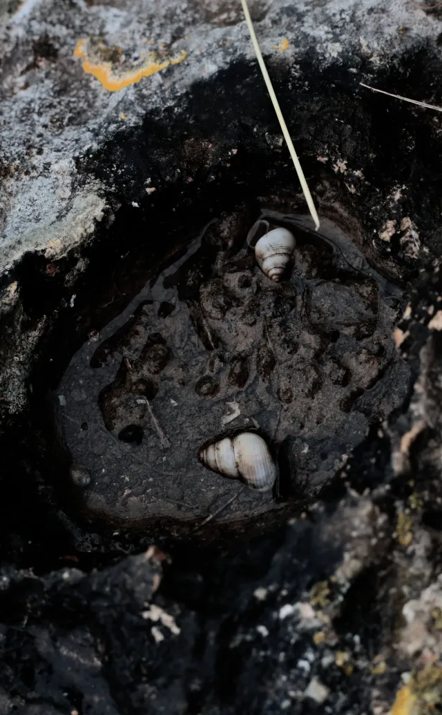 Carl Zeiss Jena DDR Pancolar Electric 50mm f1.8 (M42) - 00004538.webp