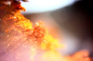 KOWA SUPER PROMINAR-16 50mm f1.2 Eiki 16mm (DIY) - 00002076.webp