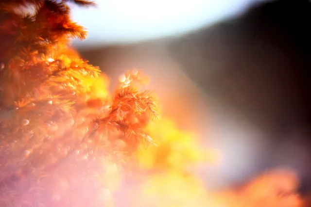 KOWA SUPER PROMINAR-16 50mm f1.2 Eiki 16mm (DIY) - 00002076.webp