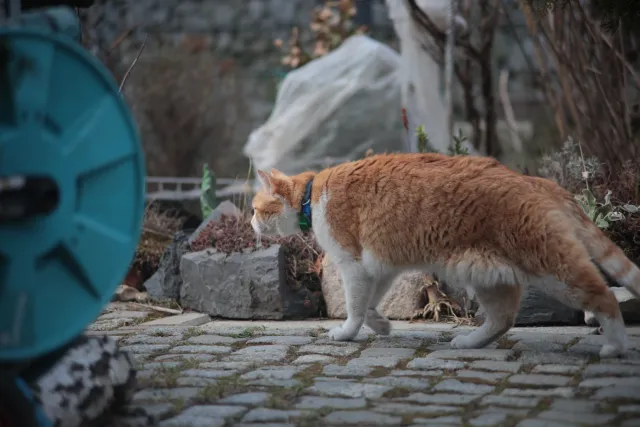 Formula 5 Gold Crown Macro Zoom 60-150mm f4 MC (M42) - 00005014.webp