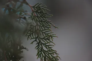 Carl Zeiss Jena DDR S 180mm f2.8 Zebra (M42) - 00004760.webp