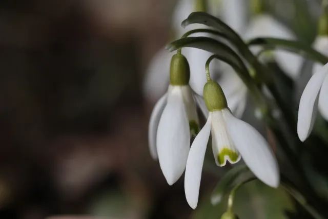 Canon Macro Lens FD 50mm f3.5 S.S.C. (FD) - 00004932.webp