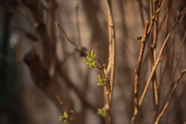 Yashica Lens DSB 55mm f2 (CY) - 00005388.webp