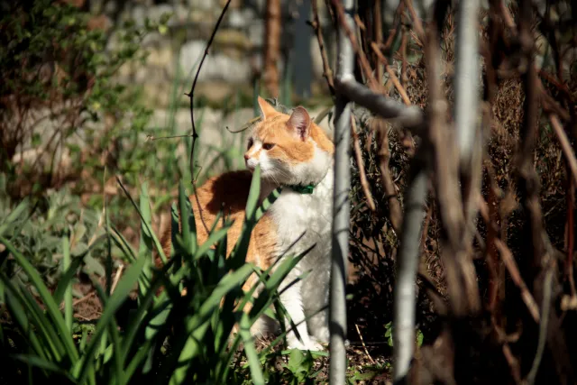 Vivitar Series 1 28-105mm f2.8-3.8 VMC Macro (Olympus OM) - 00005501.webp