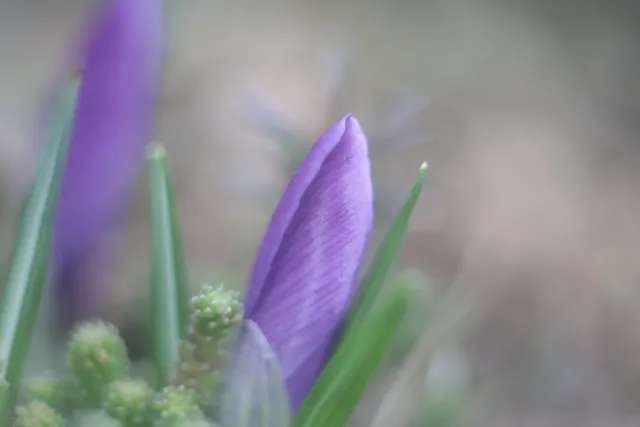 Helios 44-2 (M42) - 00005120.webp