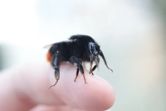 Canon Macro Lens FD 50mm f3.5 S.S.C. (FD) - 00005635.webp