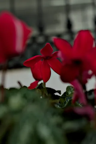 Zenith Helios-77M-4 50mm f1.8 VOMZ (M42) - 00001034.webp