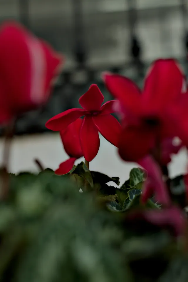 Zenith Helios-77M-4 50mm f1.8 VOMZ (M42) - 00001034.webp