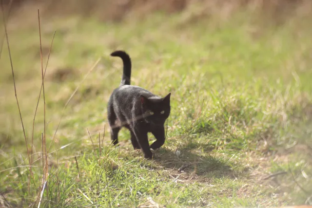 Helios 100mm f2 Mini Cyclop (M42) - z noktowizora - 00005674.webp