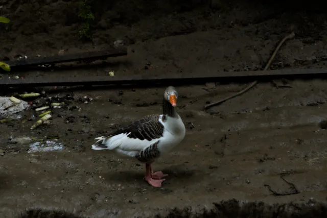 Tamron 28-300mm F3.5-6.3 (EF) - 00001440.webp