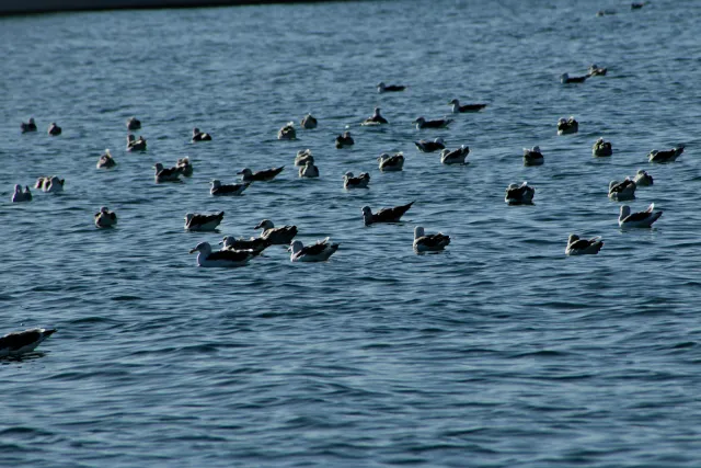 Tamron 28-300mm F3.5-6.3 (EF) - 00000403.webp