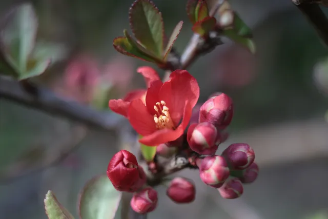 Canon Macro Lens FD 50mm f3.5 S.S.C. (FD) - 00005658.webp