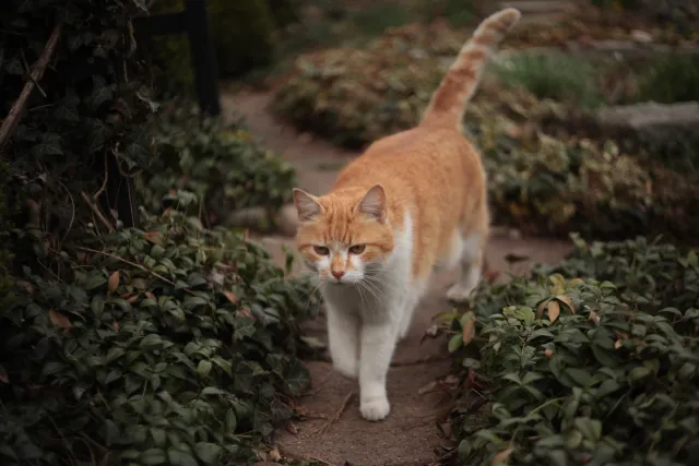 Yashica Lens ML 50mm f1.9 (CY) - 00005397.webp