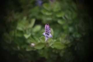 Simplex Ampro Ltd 2.5cala (63.5mm) f1.8 16mm (DIY) - 00002246.webp