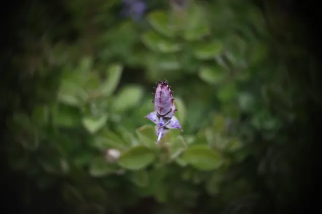 Simplex Ampro Ltd 2.5cala (63.5mm) f1.8 16mm (DIY) - 00002246.webp