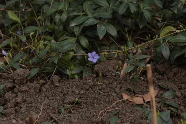 Olympus E-Zuiko Auto-T 135mm f3.5 (Olympus OM) - 00005378.webp