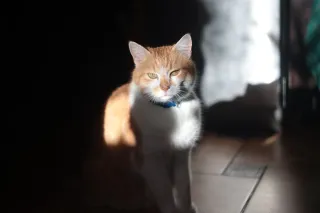 Ricoh Rikenon 50mm f1.4 (Pentax-K) - 00001945.webp