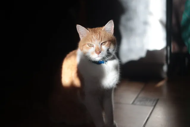 Ricoh Rikenon 50mm f1.4 (Pentax-K) - 00001945.webp