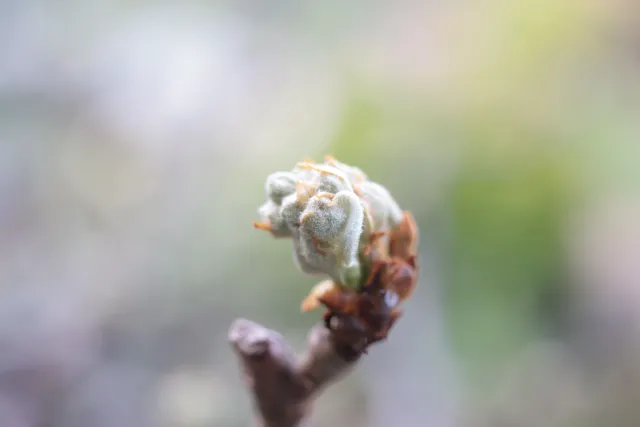 Canon Macro Lens FD 50mm f3.5 S.S.C. (FD) - 00005660.webp