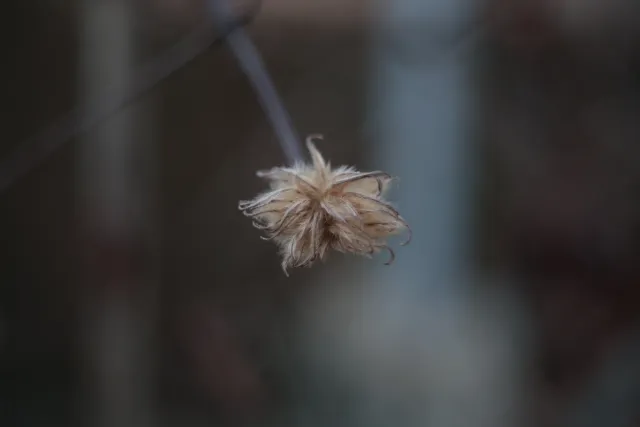 Kilfitt Makro-Kilar D f2.8 40mm (EXA) - 00004891.webp