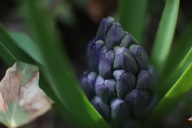 Canon Macro Lens FD 50mm f3.5 S.S.C. (FD) - 00005622.webp