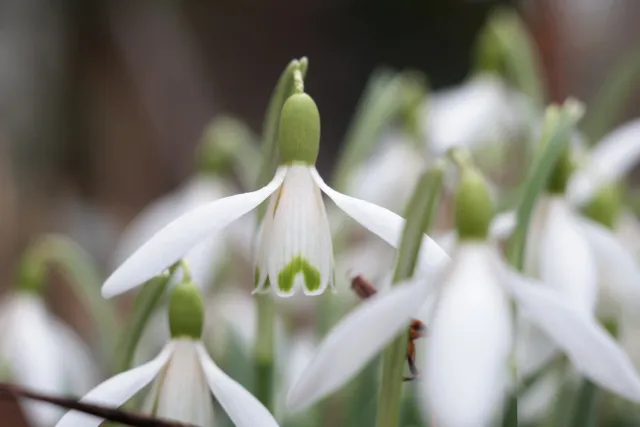 Carl Zeiss Jena Tessar 50mm f2.8 (M42) - 00005107.webp