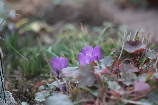 Auto Mamiya-Sekor 200mm f3.5 (M42) - 00005074.webp