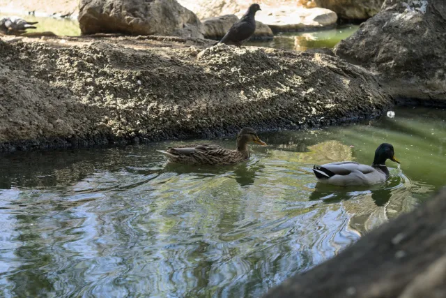 Zenith Helios-77M-4 50mm f1.8 VOMZ (M42) - 00001108.webp