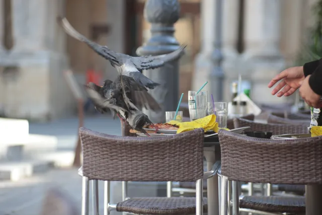 Tair-11A 135mm f2.8 (M42) - 00003453.webp