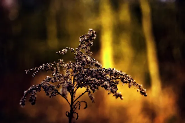 Kilfitt Makro-Kilar D f2.8 40mm (EXA) - 00005318.webp