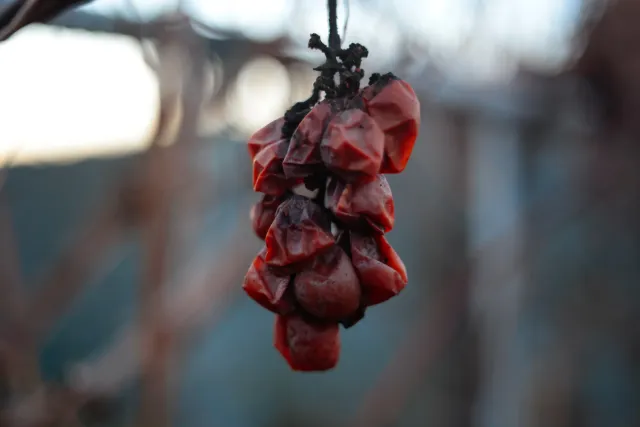 Kilfitt Makro-Kilar D f2.8 40mm (EXA) - 00004893.webp