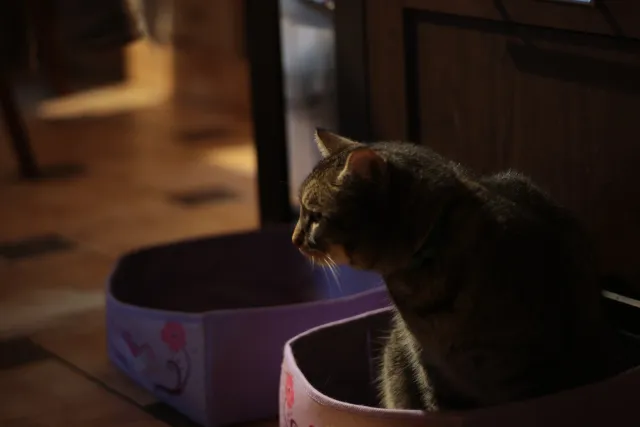 Meyer-Optik Görlitz Orestor 100mm f2.8 (EXA) - 00004716.webp