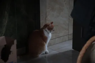 Jena Biotar 58mm f2.0 (wczesny, ~1953) (M42) - 00003202.webp