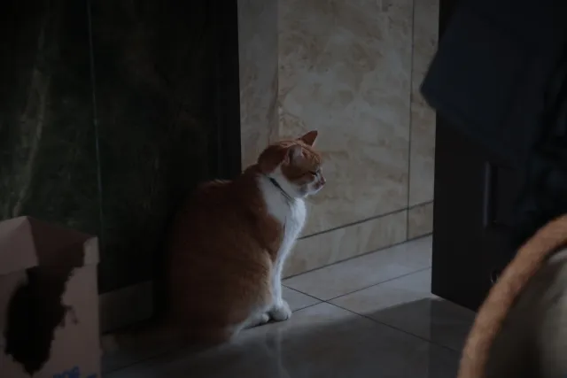 Jena Biotar 58mm f2.0 (wczesny, ~1953) (M42) - 00003202.webp