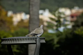 Tamron 28-300mm F3.5-6.3 (EF) - 00001080.webp