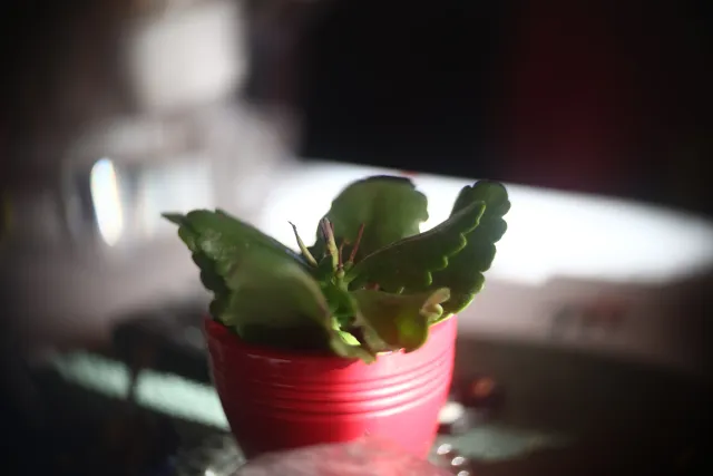 Simplex Ampro Ltd 2.5cala (63.5mm) f1.8 16mm (DIY) - 00002180.webp