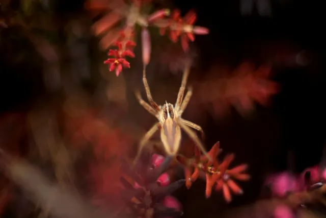 Fujinon 55mm f2.2 (M42) - 00005089.webp