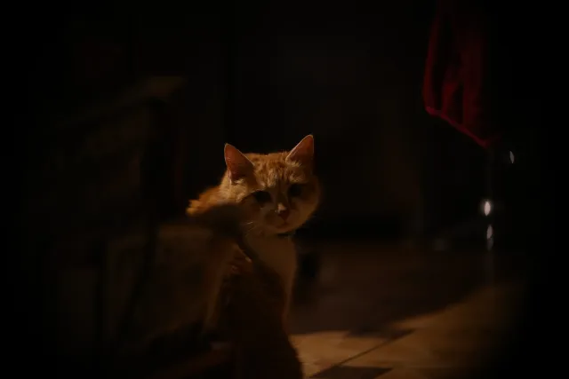 Simplex Ampro Ltd 2.5cala (63.5mm) f1.8 16mm (DIY) - 00002228.webp