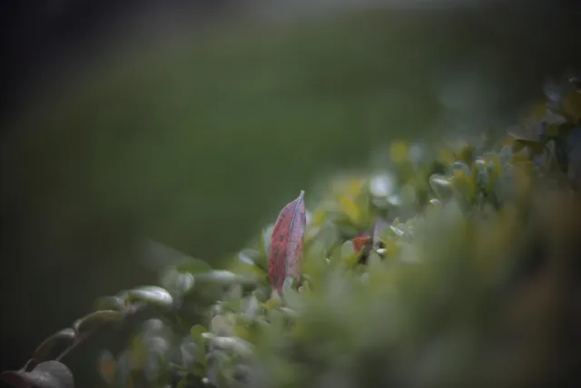 KOWA SUPER PROMINAR-16 50mm f1.2 Eiki 16mm (DIY) - 00001957.webp