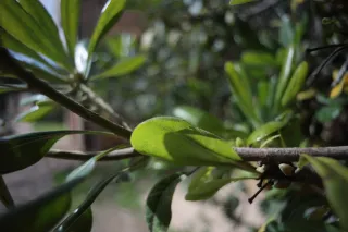 Carl Zeiss Flektogon f4 20mm (m42).md - 00003912.webp