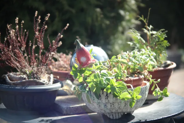 Vivitar Series 1 28-105mm f2.8-3.8 VMC Macro (Olympus OM) - 00005500.webp