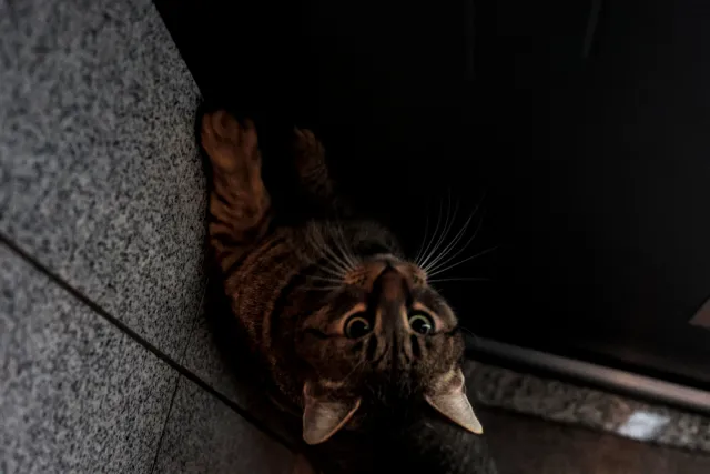 Rollei Planar 50mm f1.8 HFT C (QBM) - 00001570.webp