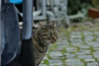 Carl Zeiss Jena Sonnar 180mm f2.8 MC (P6) - 00001532.webp