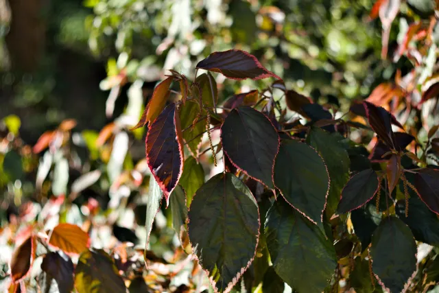 Zenith Helios-77M-4 50mm f1.8 VOMZ (M42) - 00001103.webp