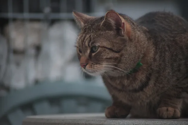 Miranda 75-300mm f4.5-5.6 MC Macro (Olympus OM) - 00005420.webp